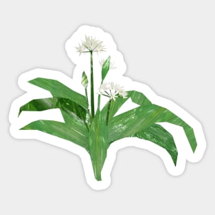 Ramson (Wild Garlic) Sticker